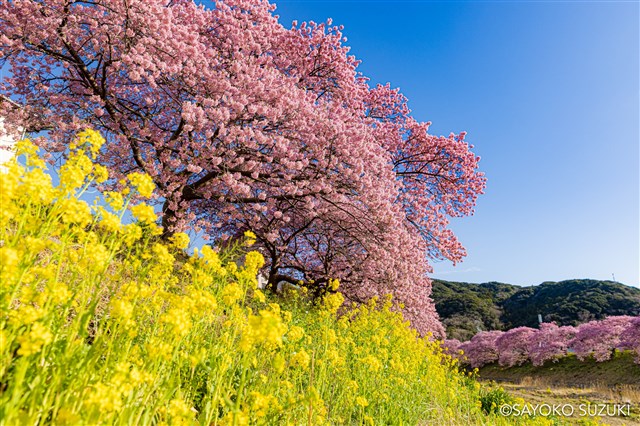 開花情報（第28回みなみの桜と菜の花まつり） | 南伊豆町観光協会